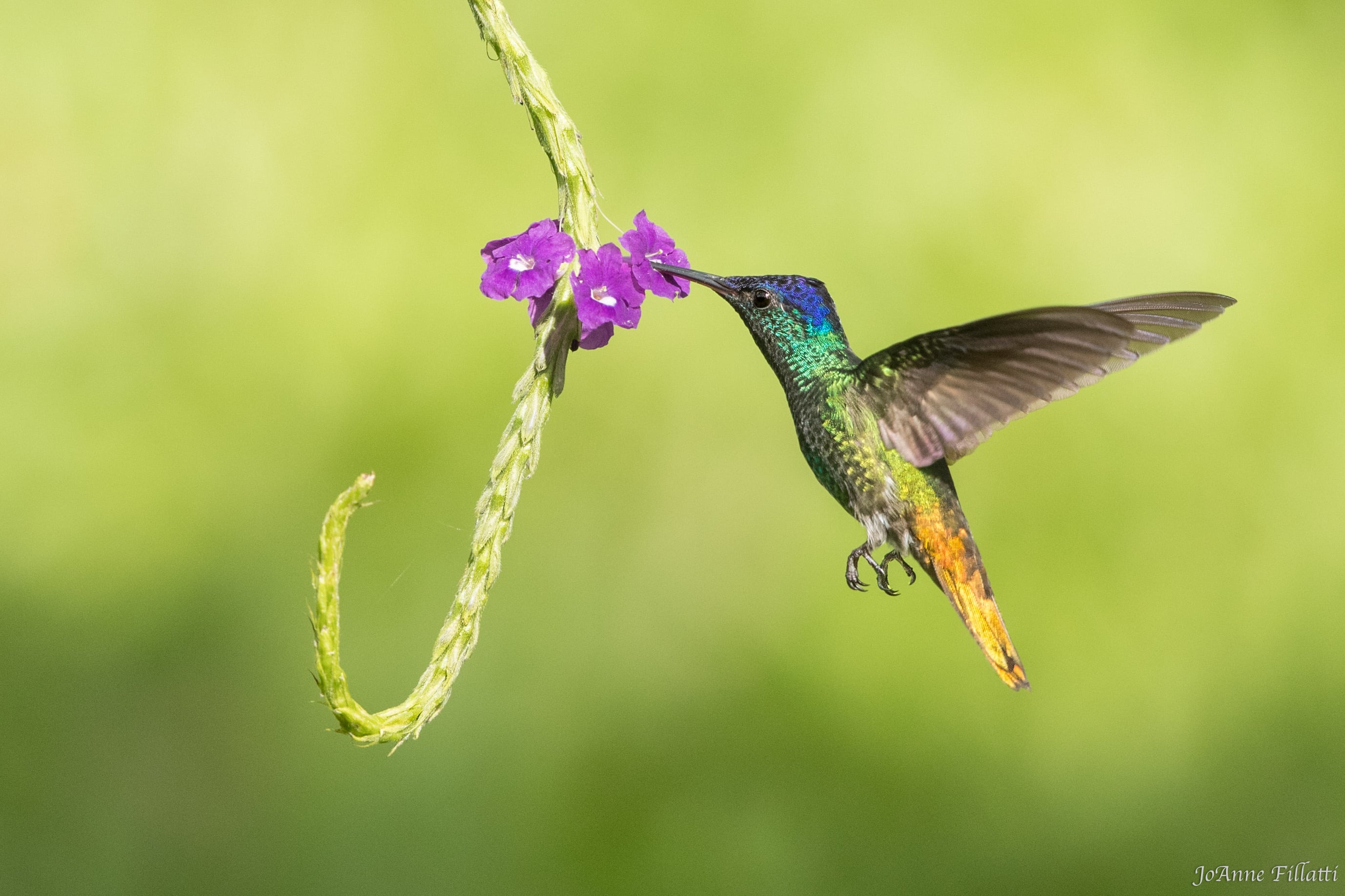 bird of peru image 9